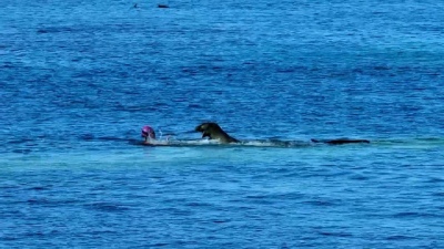 Una foca atacó a una nadadora