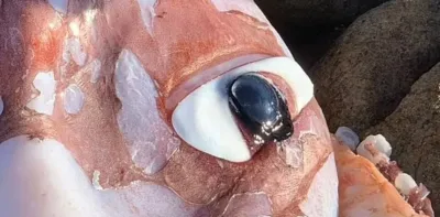 Un hombre se encontró con una criatura de un solo ojo