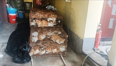 Rescataron a 150 gatos que iban a ser comidos