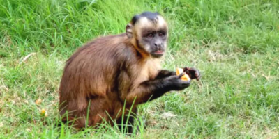 Robaron a otro mono del bioparque de La Plata
