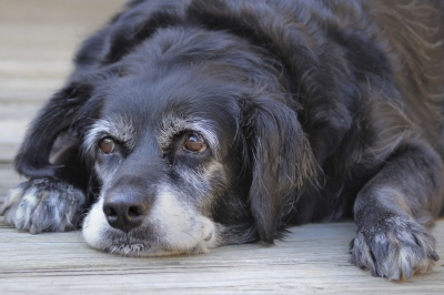 Los perros pueden sufrir demencia cuando envejecen