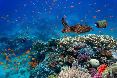 El 87% de la vida marina está en peligro
