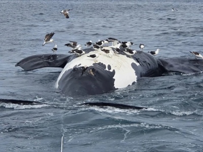 Aparecieron seis ballenas muertas en Puerto Pirámides