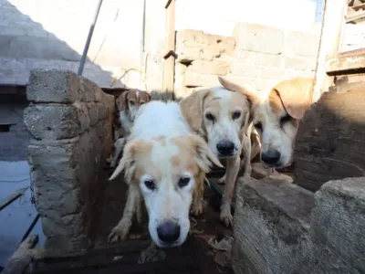 Rescatan a más de 70 perros que iban a ser sacrificados