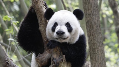 Los osos panda podrían salvarse de la extinción