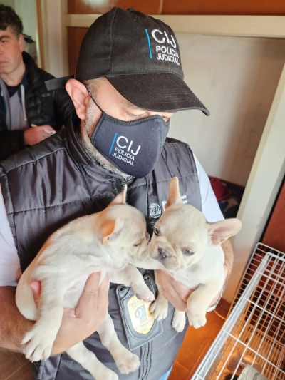 Rescatan a 22 perros de un criadero clandestino en CABA