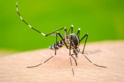 Brasil: explosión de casos de dengue