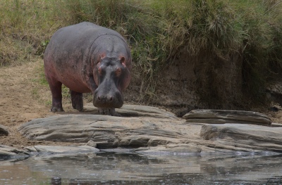 Un hipopótamo se tragó a un nene de tres años que se salvó de milagro
