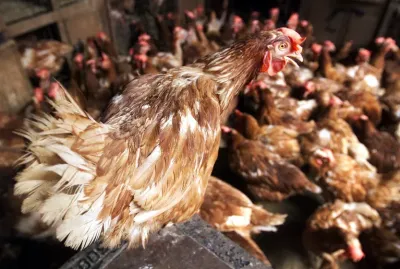 Crece la preocupación por la "gripe del pollo"