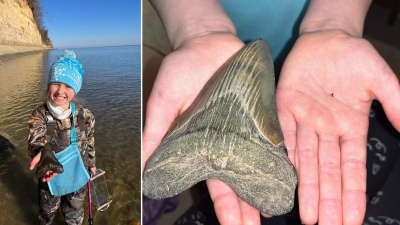 Una nena encontró un diente de tiburón prehistórico