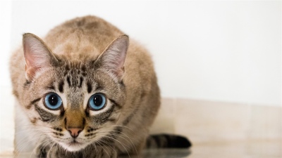 Meowtalk, la app que permite entender lo que dicen los gatos