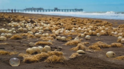 Organismos amarillentos aparecieron en las playas de Pinamar