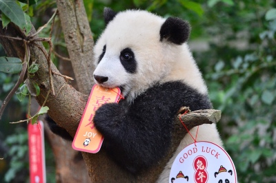 Reino Unido devolverá dos pandas a China
