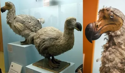 Quieren "revivir” al dodo, un ave extinta desde el siglo XVII