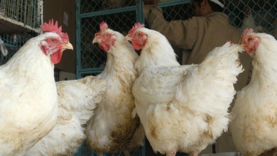 Gripe aviar: el Gobierno endureció los controles