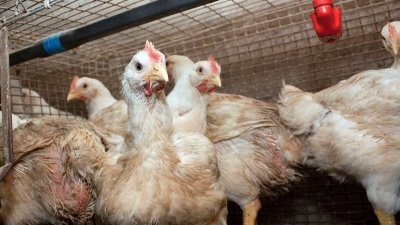 Confirmaron tres nuevos casos de gripe aviar