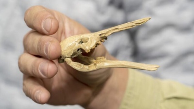 Encontraron restos de un ornitorrinco que vivió hace 70 millones de años