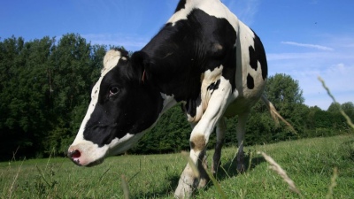 Brasil confirmó un caso de "vaca loca" y suspendió las exportaciones de carne a China