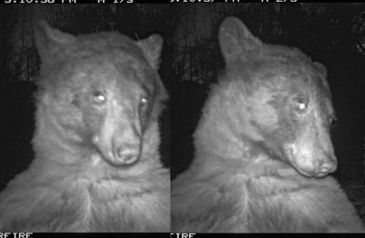 Un oso se sacó 400 selfies frente a una cámara