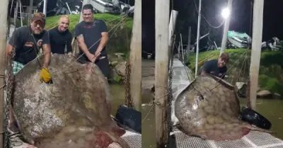 Pescaron una raya de más de 250 kilos