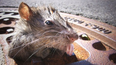 Descubren que el coronavirus circula entre las ratas de Nueva York
