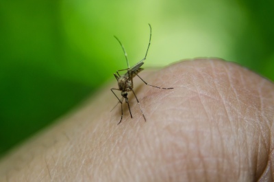 Dengue: 3 nuevas muertes en Tucumán y los contagios que aumentan