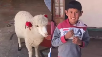 Un nene llevó a su oveja a la escuela para no dejarla sola en su casa