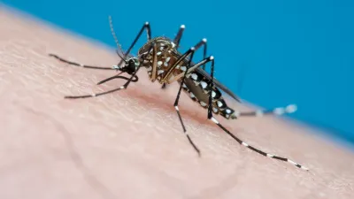 El gobierno confirmó que la cepa de dengue que circula es “la peor de todas”