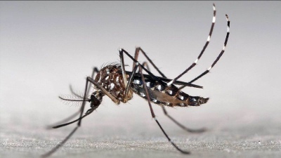 Dengue: ya son 32 muertes en todo el país