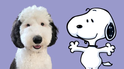El perrito idéntico a Snoopy que es furor en redes