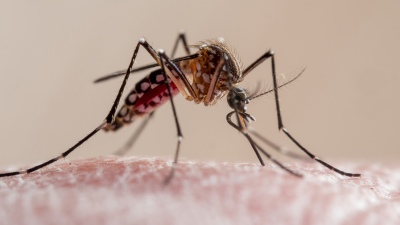 Pico histórico de casos de dengue en Argentina