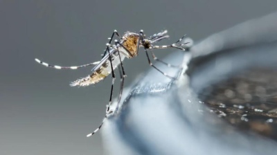 Dengue en Argentina: por tercera semana consecutiva, se registró un descenso en la curva de casos