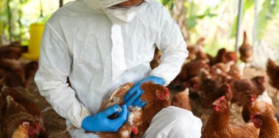 Nuevas medidas de emergencia por la influenza aviar