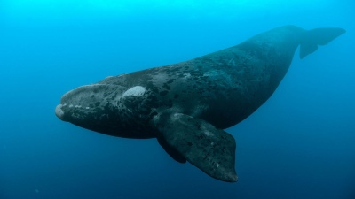 Las ballenas están más delgadas por el calentamiento global