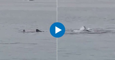 Tremendo video: un tiburón atacó a un hombre y lo mató