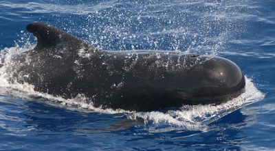 Mueren 97 ballenas tras quedar varadas en una playa de Australia