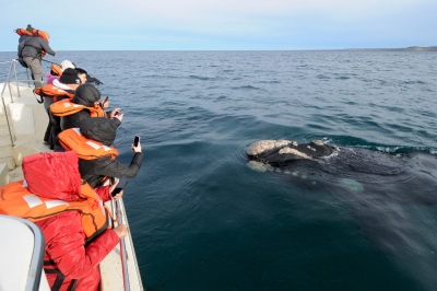 Tremenda presencia de ballenas en la Península de Valdés