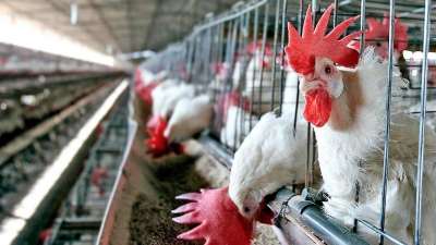 Argentina exportará carne de ave a Corea del Sur