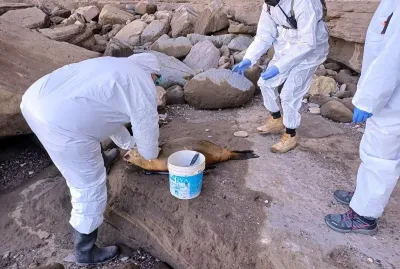 Más de 900 lobos marinos murieron por gripe aviar en Río Negro