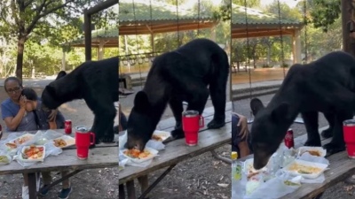 Tremendo: un oso negro se comió toda la comida de una familia en pleno parque de México