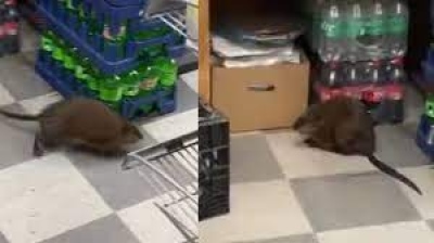 La rata gigante que apareció en un supermercado de New York: el video
