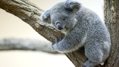 Australia prohibió la tala de árboles en un bosque refugio de koalas