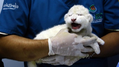 Nacieron 3 leones blancos, una especie en peligro de extinción