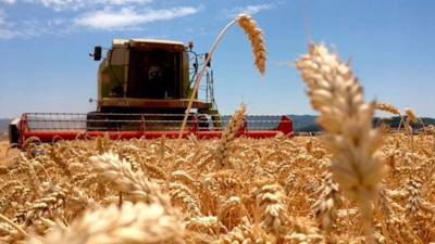 Argentina le empezará a vender trigo a China por primera vez