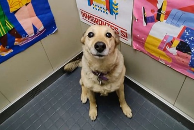 La historia de Lila, la perra que acompaña a todos los vecinos de un edificio