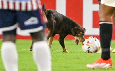 Un perro interrumpió un partido de fútbol y se puso a jugar con la pelota