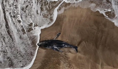 Conmoción en Pinamar por el hallazgo de una ballena muerta