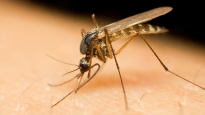 Mosquitos en Buenos Aires: ¿por qué siguen a pesar del frío?