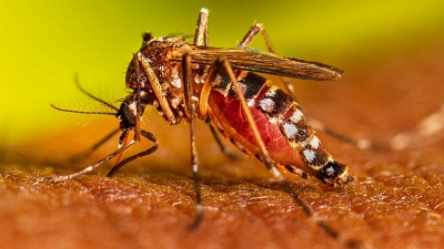 El dengue se desacelera pero deja huella: más de 400 mil afectados en Argentina"