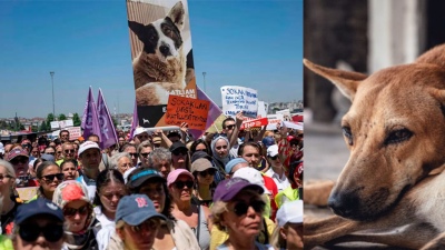 Estambul: Miles de personas marchan contra proyecto de sacrificar a perros callejeros